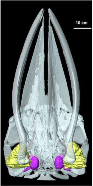 Fatty Ears May Help Baleen Whales Hear | Live Science