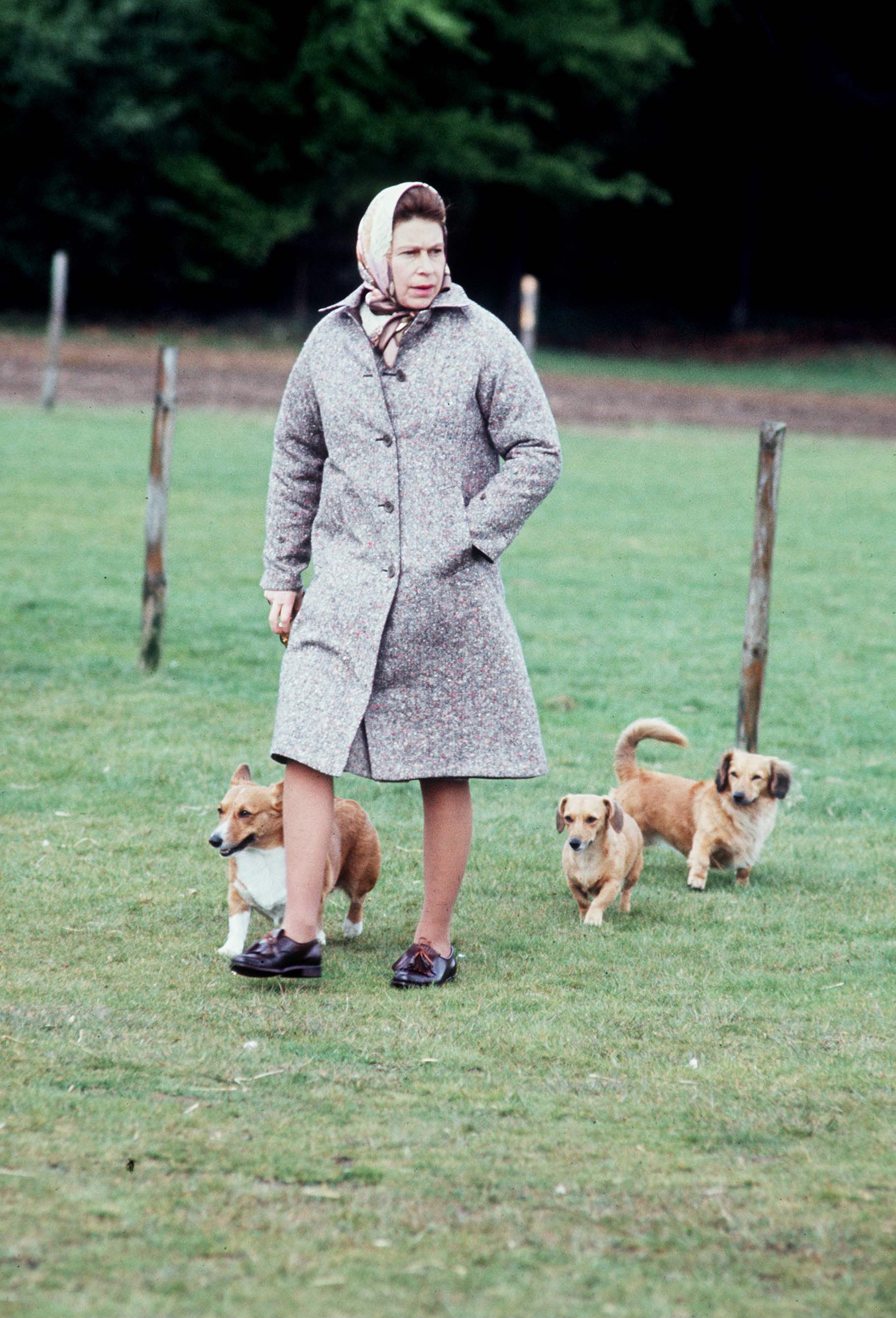 Queen Elizabeth walking her dogs in Windsor wearing a coat and headscarf