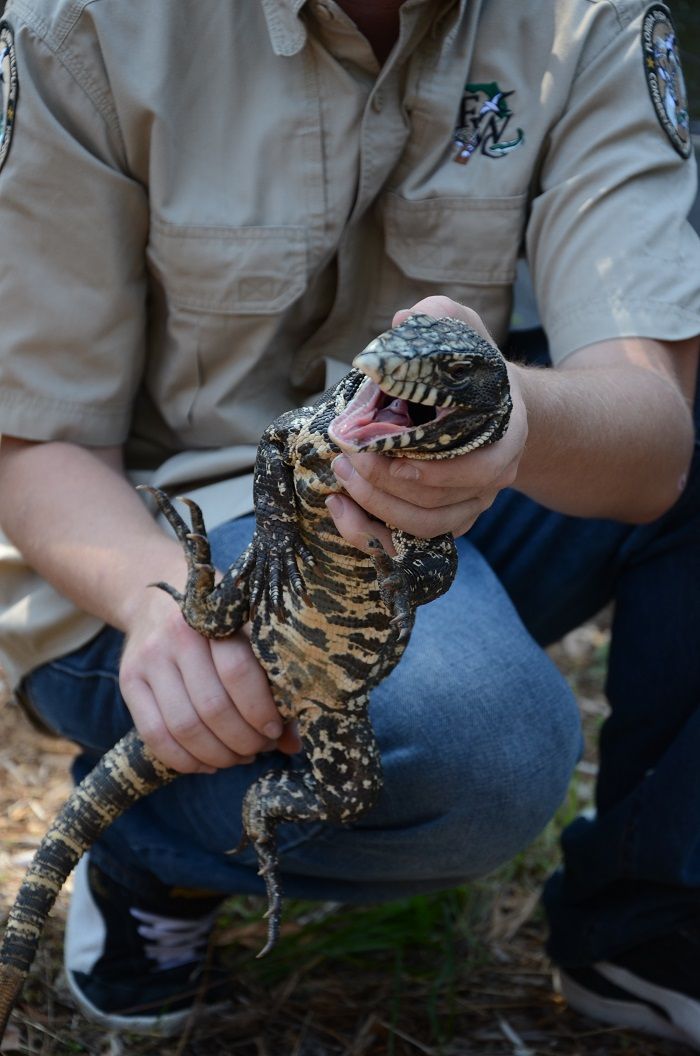 Exotic Lizards on the Loose in Florida | Live Science