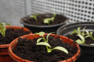 how to grow cilantro with shoots in pots