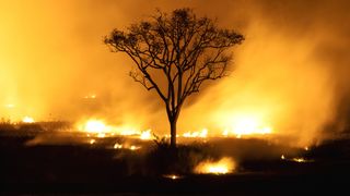 A tree burns in a forest fire at nighttime.