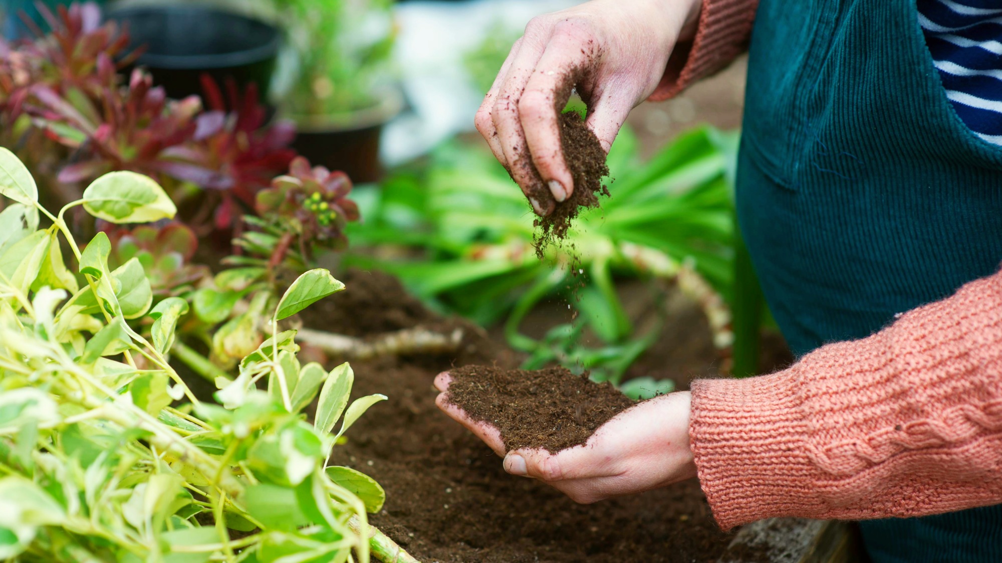 Gardener feels compost 