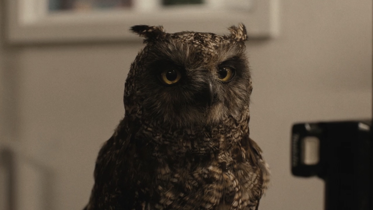 An animatronic owl in Finding Harry: The Craft Behind the Magic