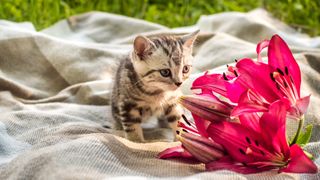 Kitten sat on picnic blanket outdoors next to lily flowers