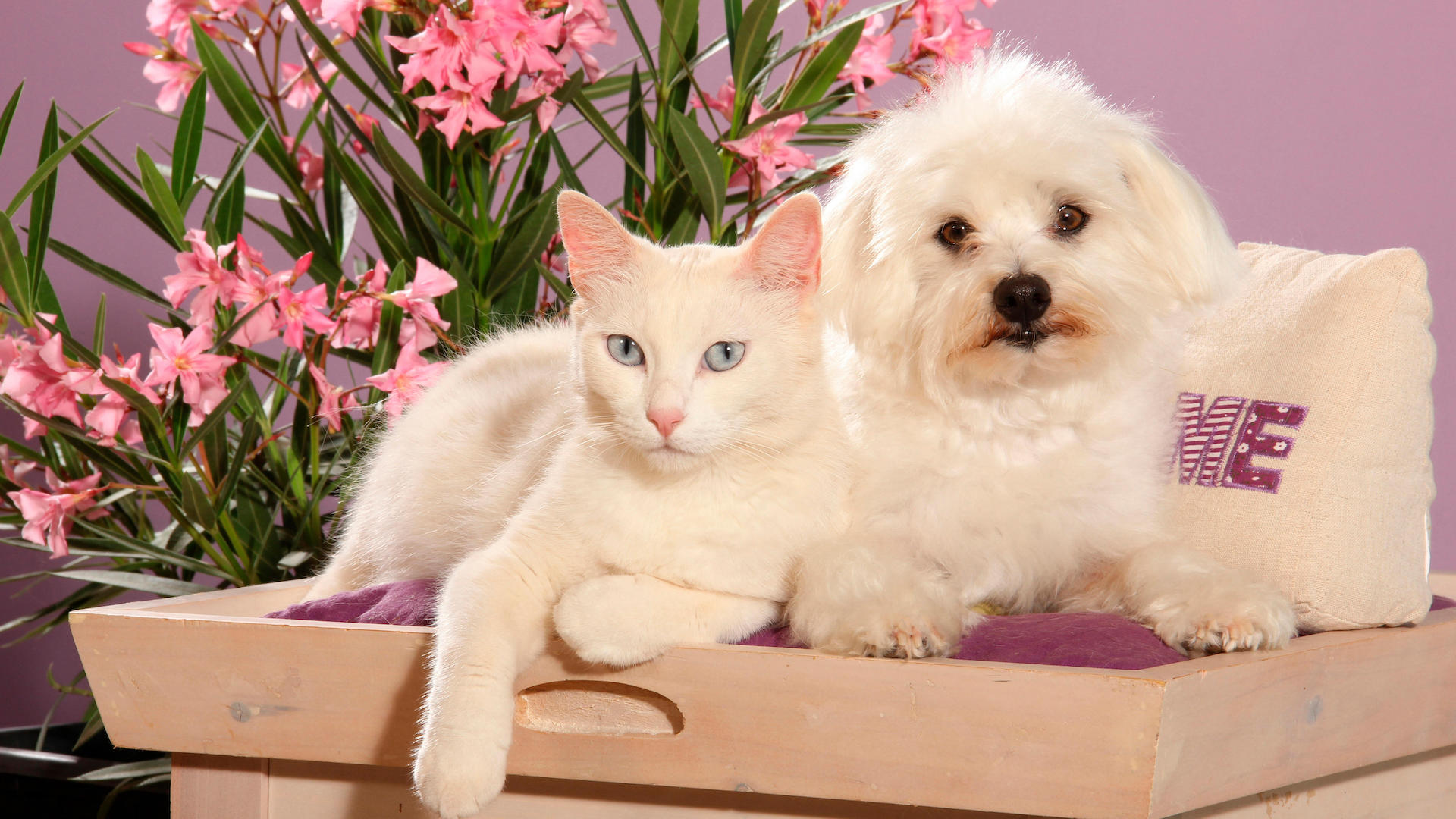 Dog and cat in front of flowering oleander