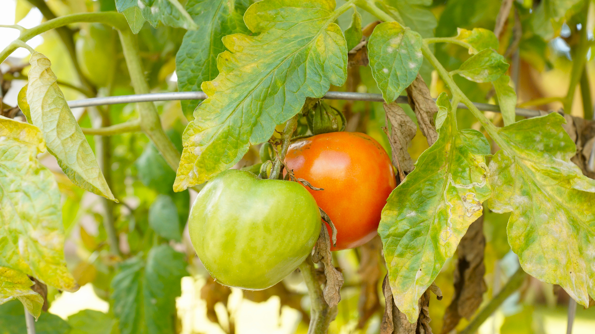 yellow tomato leaves on a plant with fruit 