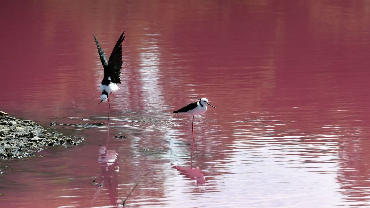 Melbourne pink lake Westgate Park