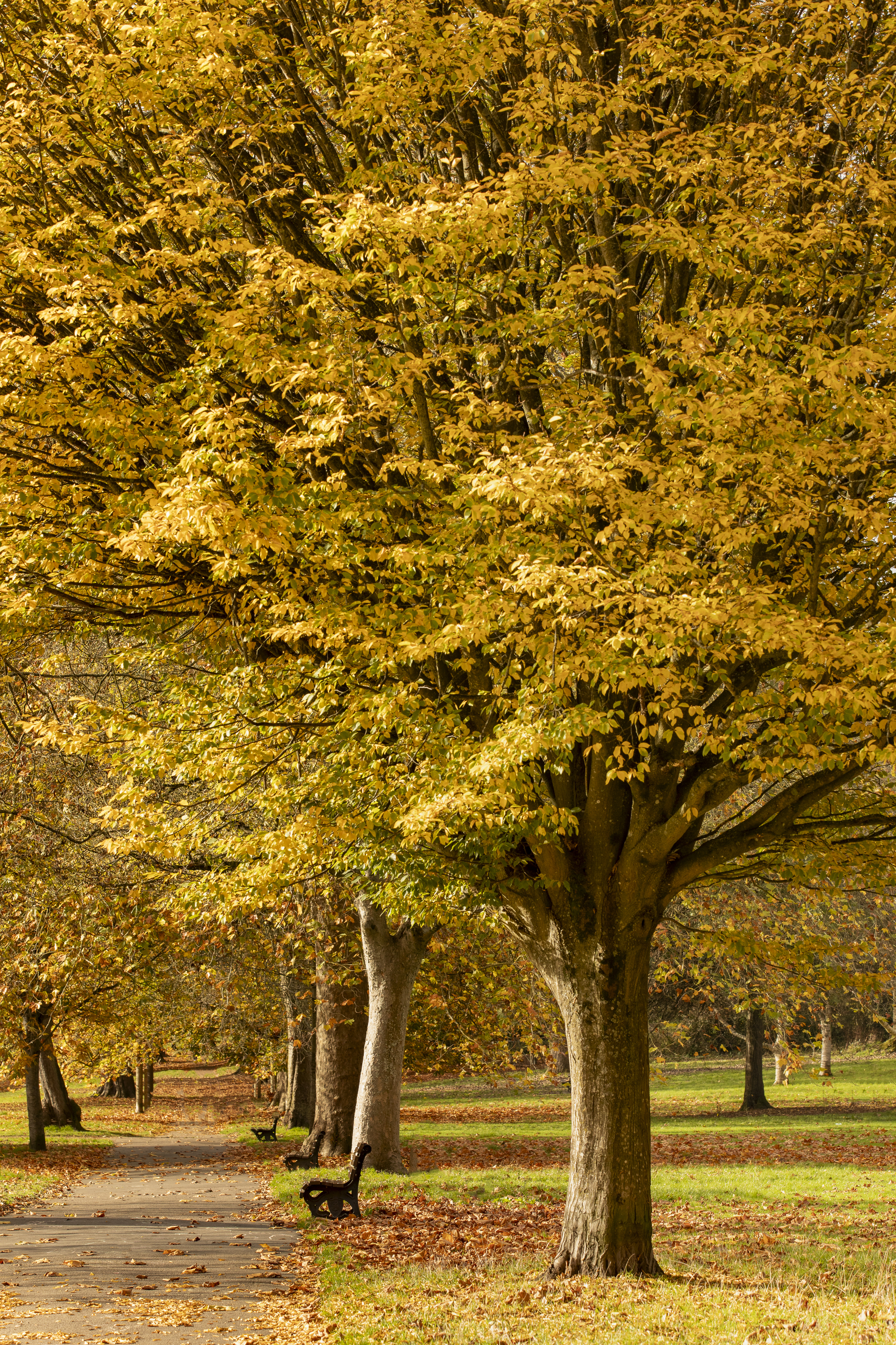 Autumn tree landscapes by Peter Travers