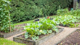 picture of vegetable garden with raised beds