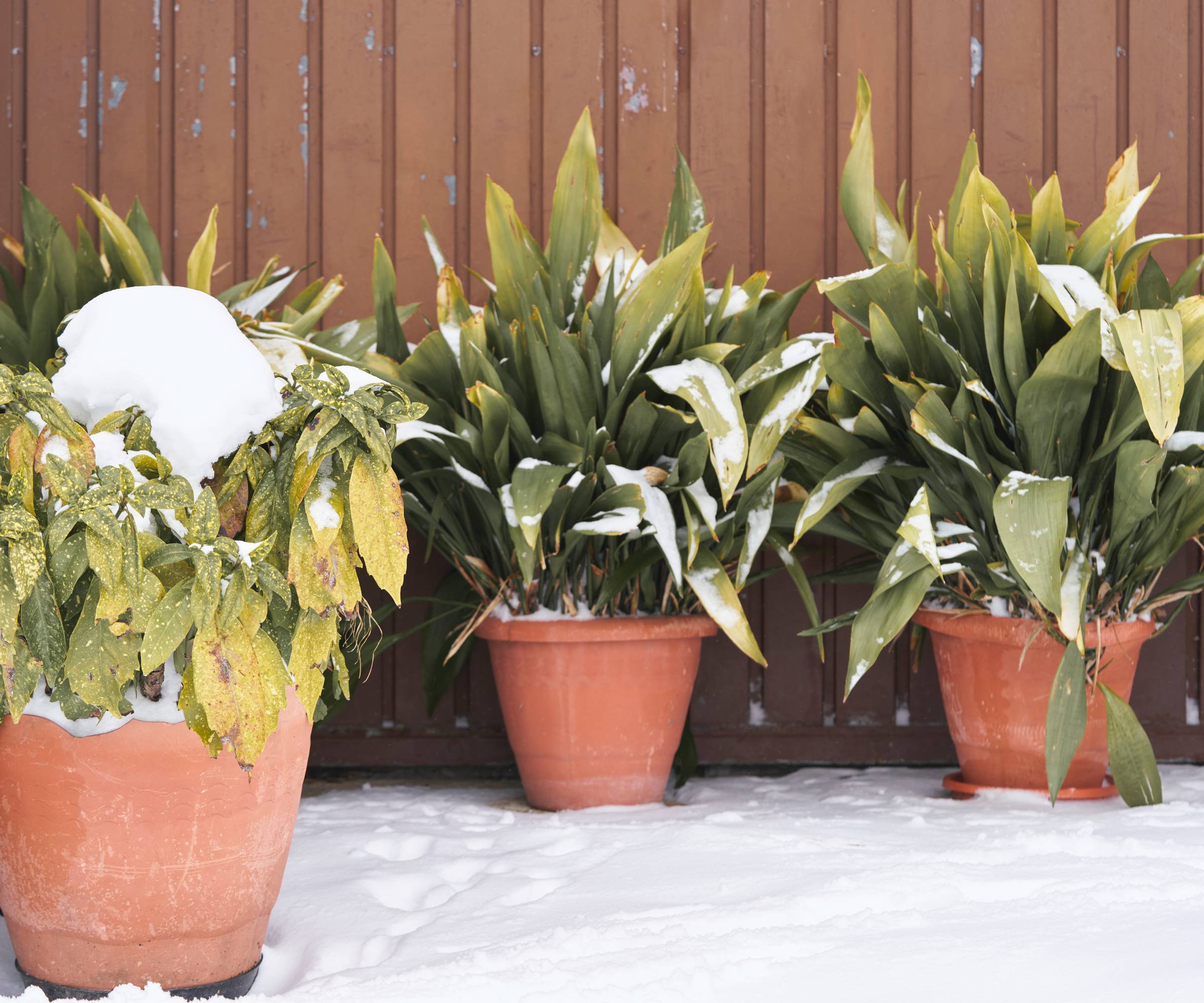 Three potted plants against a wall in the snow