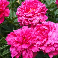 Dark pink, double bloom peonies