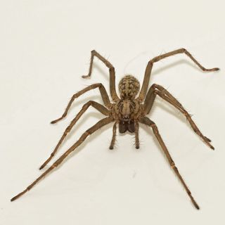 The giant house spider is a native of England, but it's known to live in houses in parts of the northwestern United States.