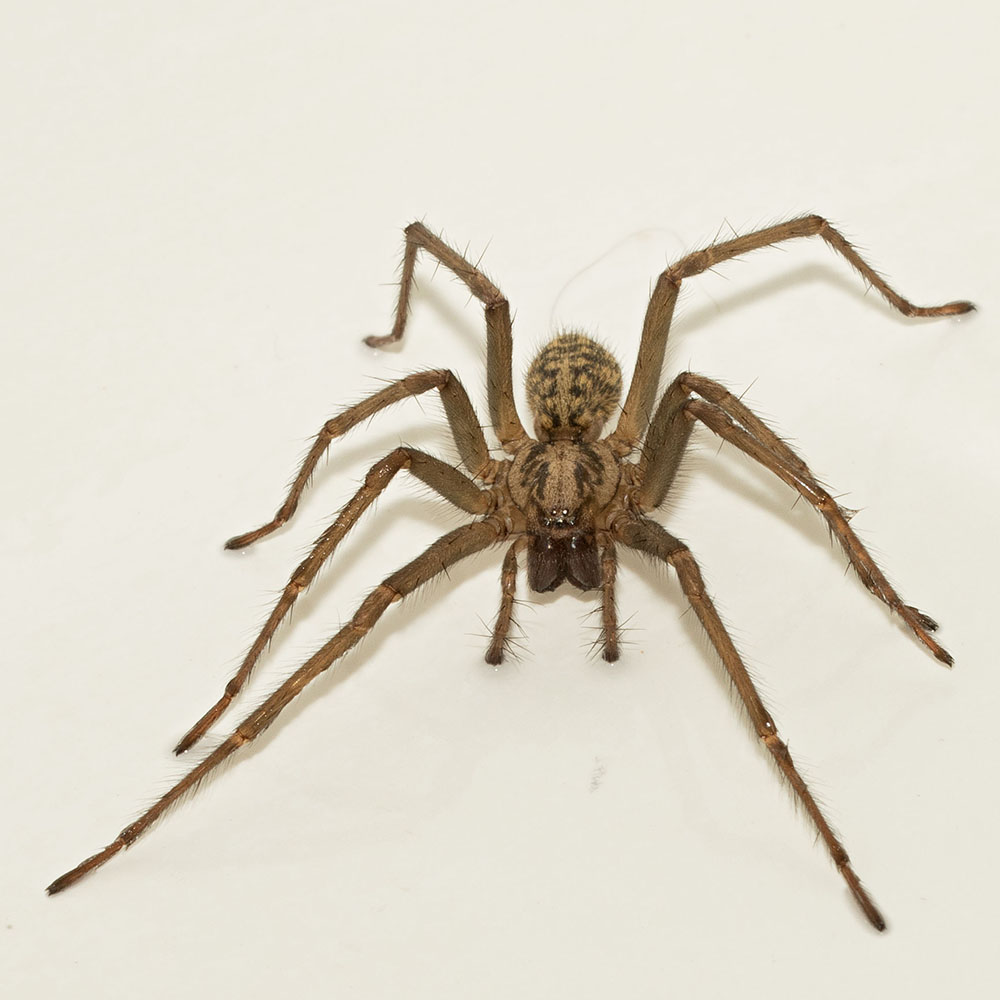 I think the daddy long legs who lives above my shower has had babies.  Anything I can do to help them given they live indoors? ACT, Australia :  r/spiders