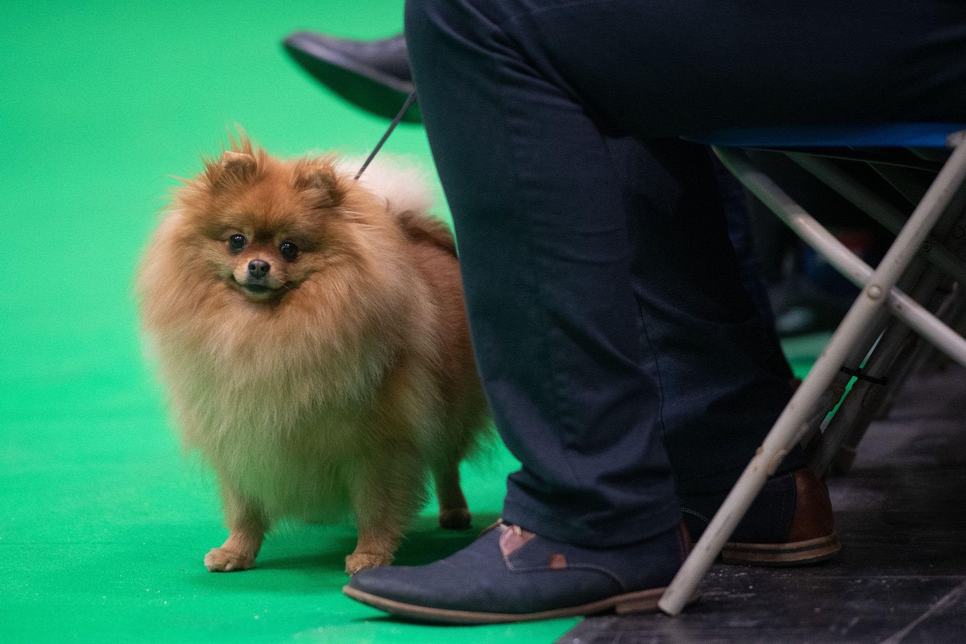 A small, fluffy orange Pomeranian with a thick double coat stands on a green carpet beside its handler at a dog show.