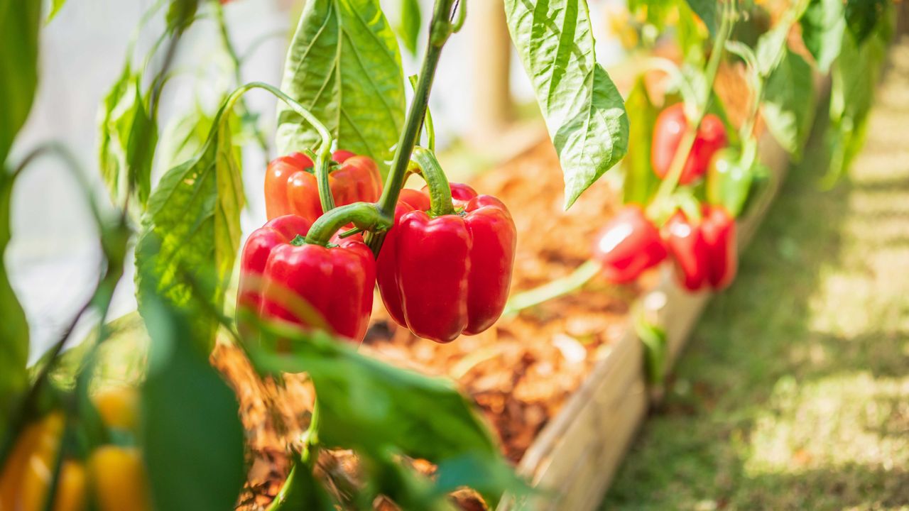 bell peppers growing in a garden