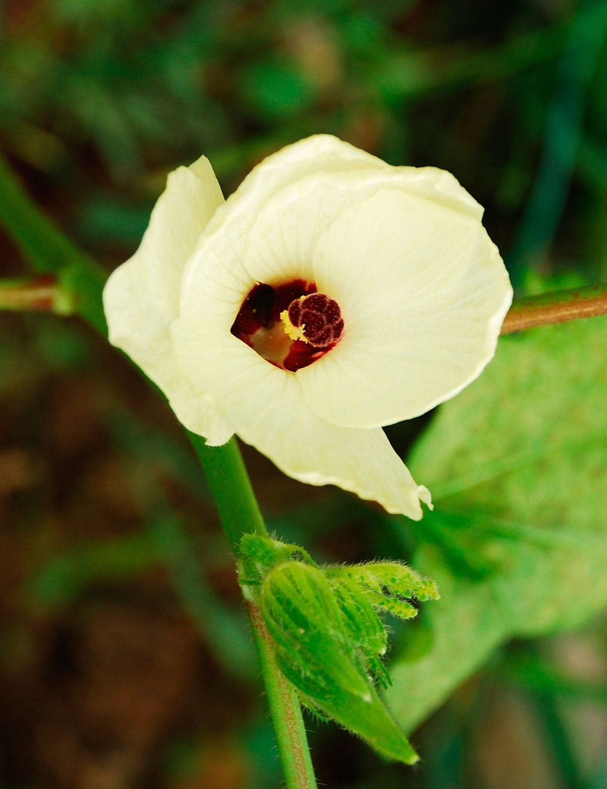 Growing Okra As An Ornamental - Can You Grow Okra In Pots Or Flower