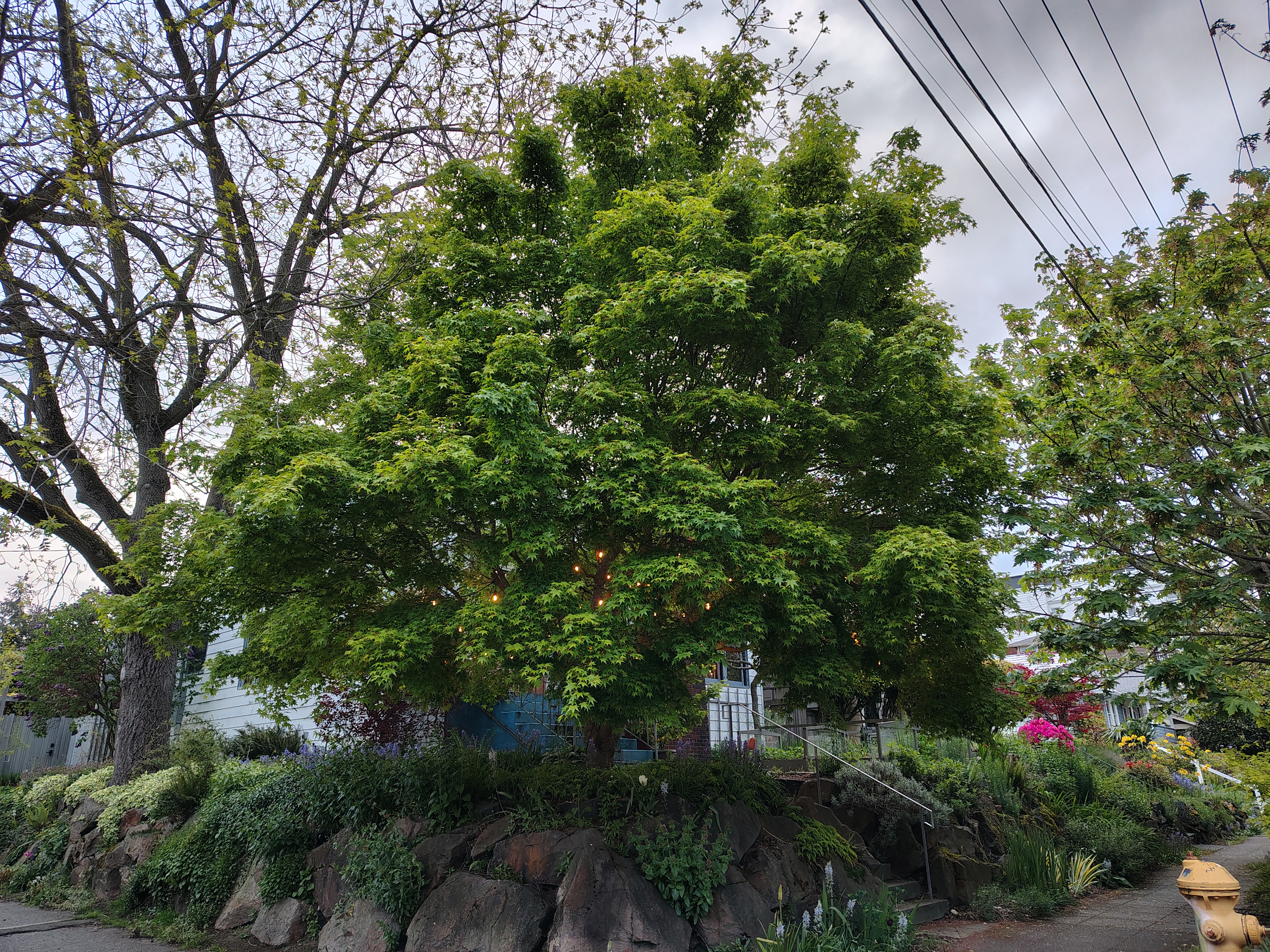 A large tree