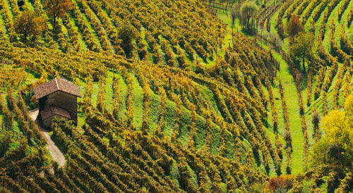 joy of terroir, terroir,