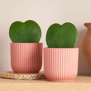 two heart shaped hoya kerrii in pink ribbed pot