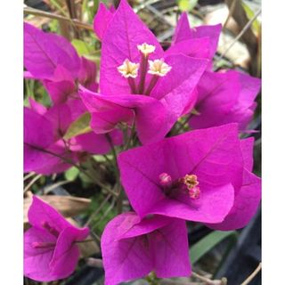 Bougainvillea ‘royal Purple’