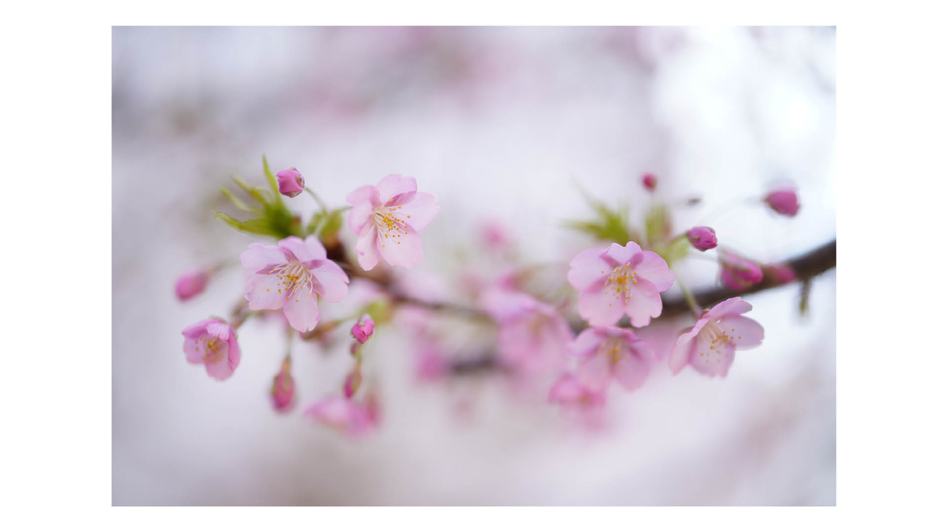 Photograph of pink flowers with pleasing defocused background, captured using a Sigma 50mm F1.2 DG DN Art lens