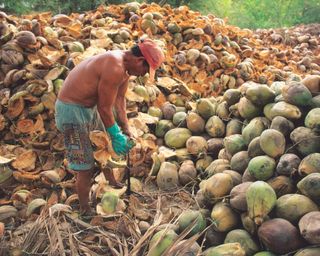 Man extracting coir from coconut shells which can be used in peat-free compost