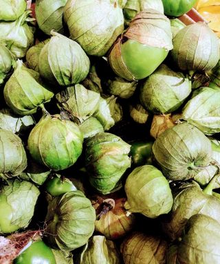 A close-up of green harvested tomatillos