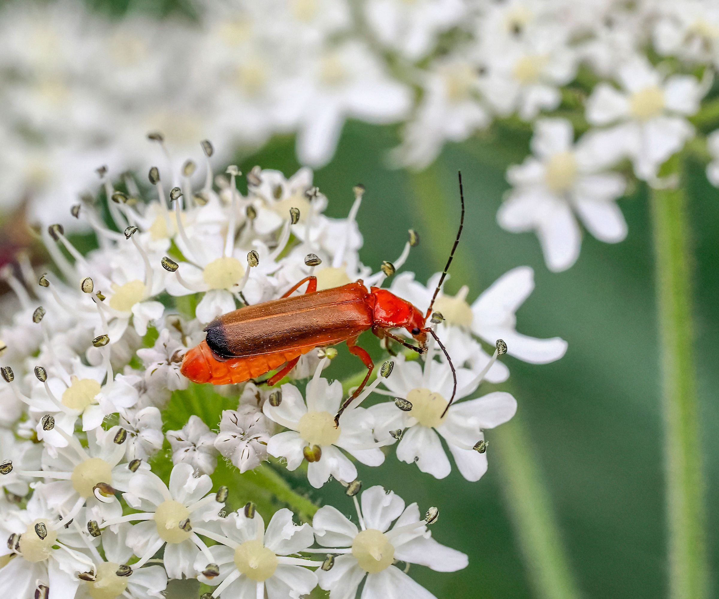 A Rhagonycha fulva red insect on white flower