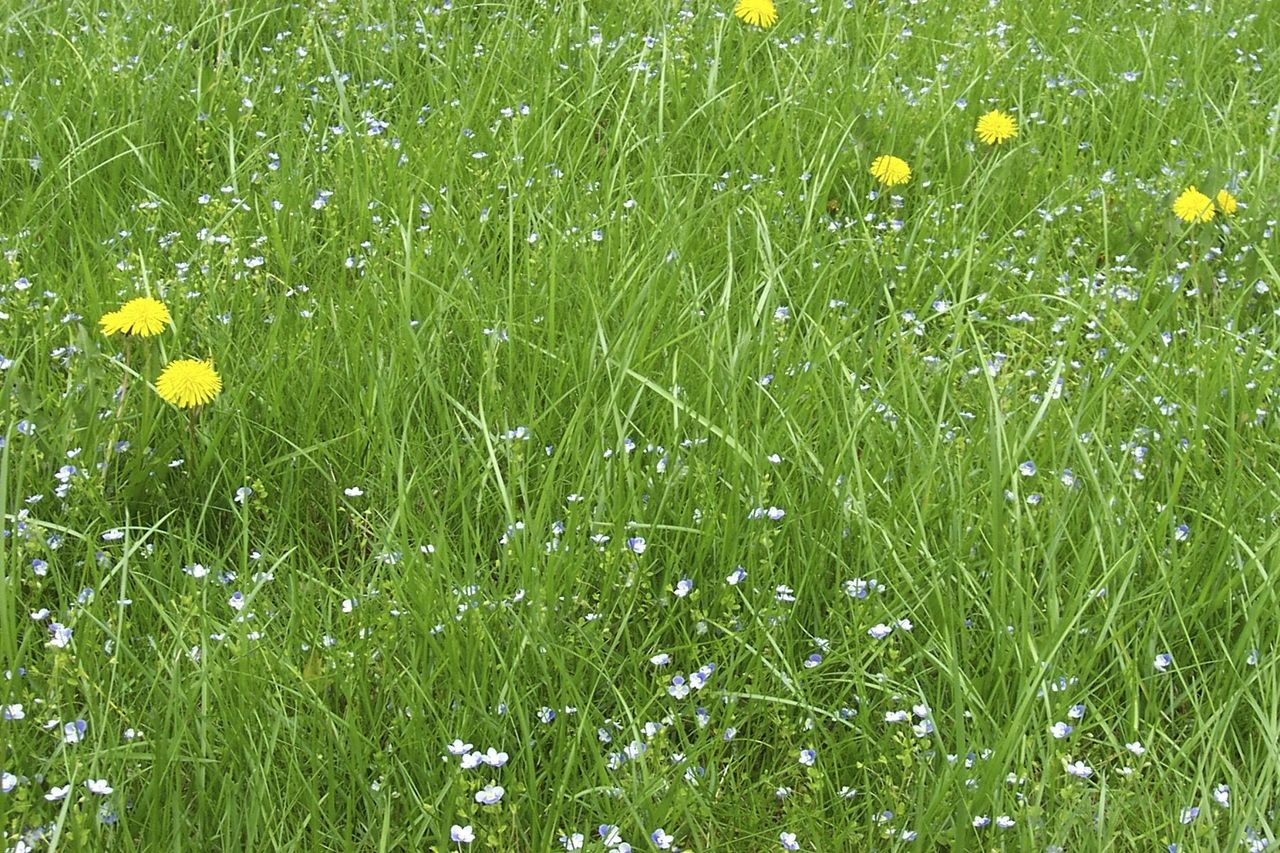 Tall Meadow Grass