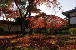japanese maple in backyard