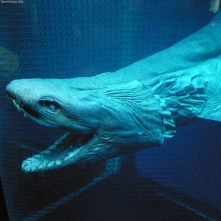 A primitive frilled shark
