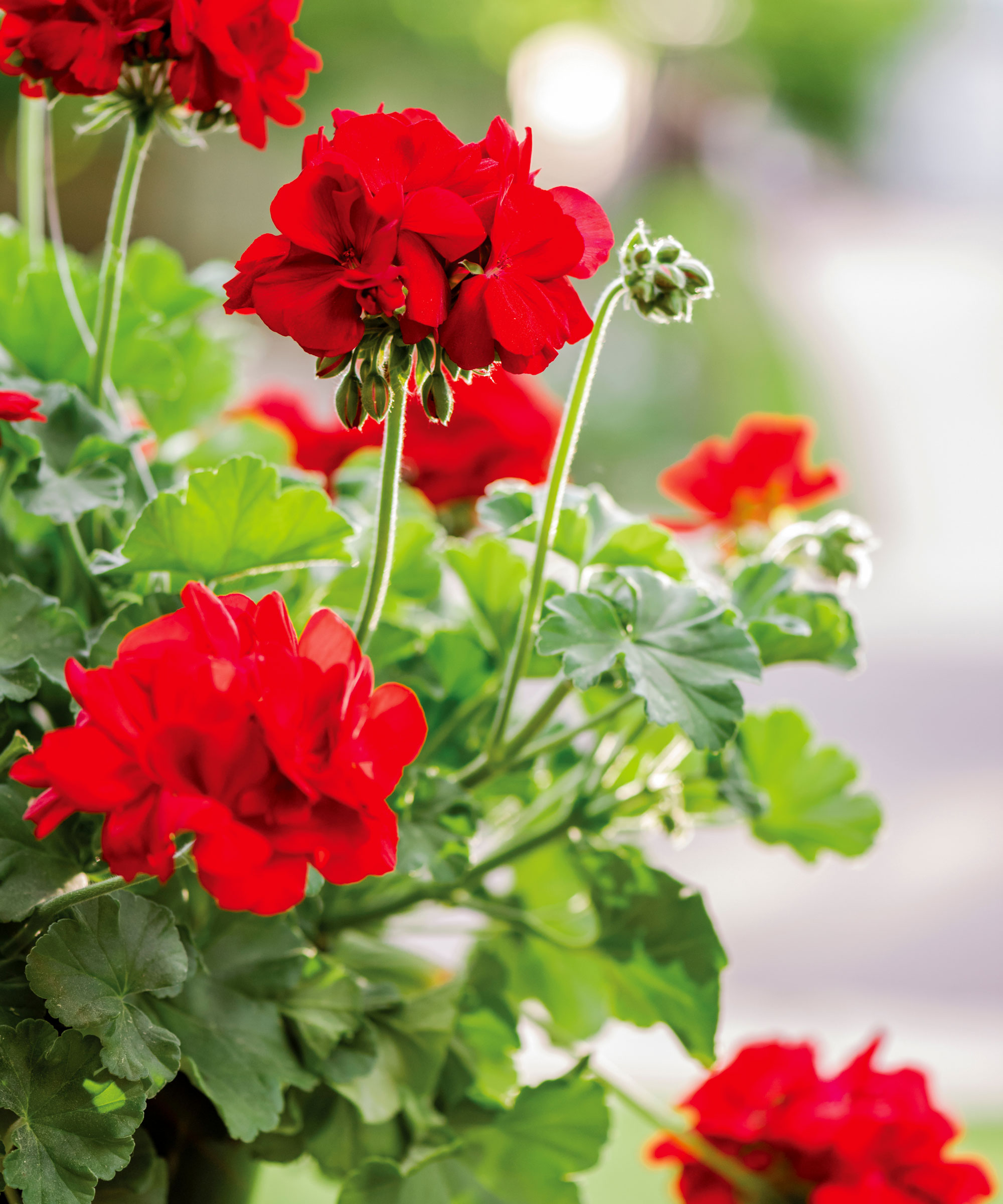 red geraniums in hanging basket