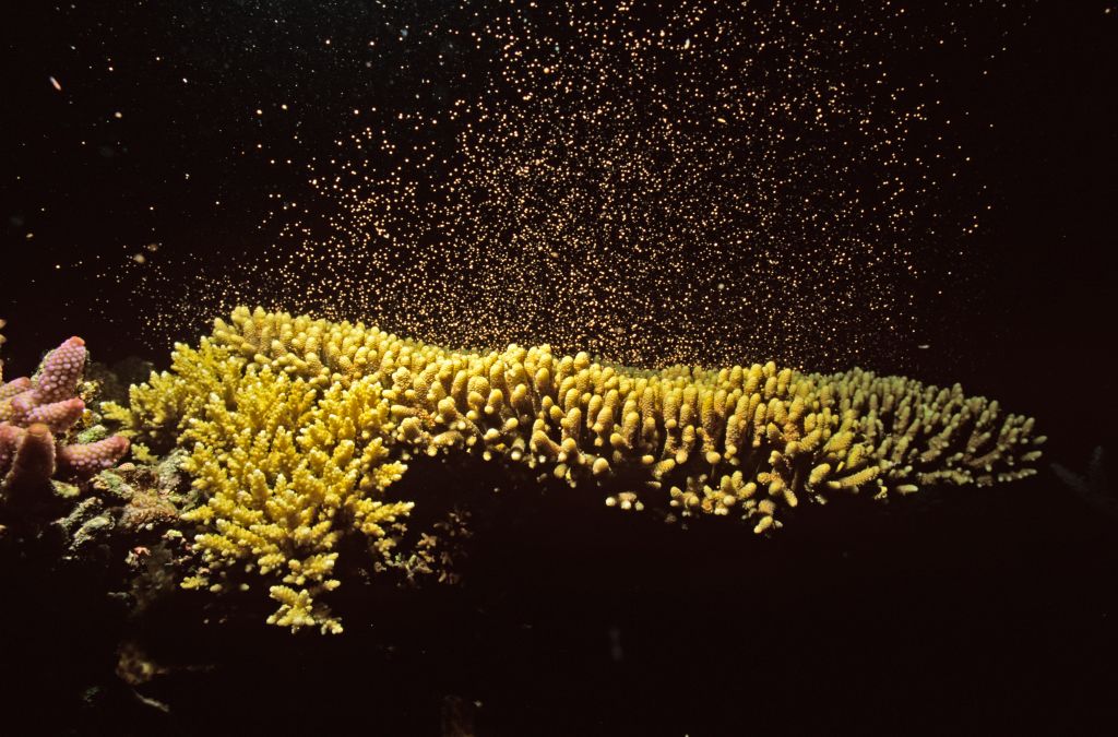 Sert mercan (Acropora sp.), yumurtlama.  Lizard Adası Ulusal Parkı, Büyük Bariyer Resifi, Queensland, Avustralya.