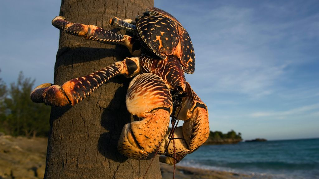 Seabird-eating 'monster' crabs are chatty during sex | Live Science