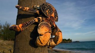 The giant coconut crab (Birgus latro) is the biggest terrestrial crab in the world.