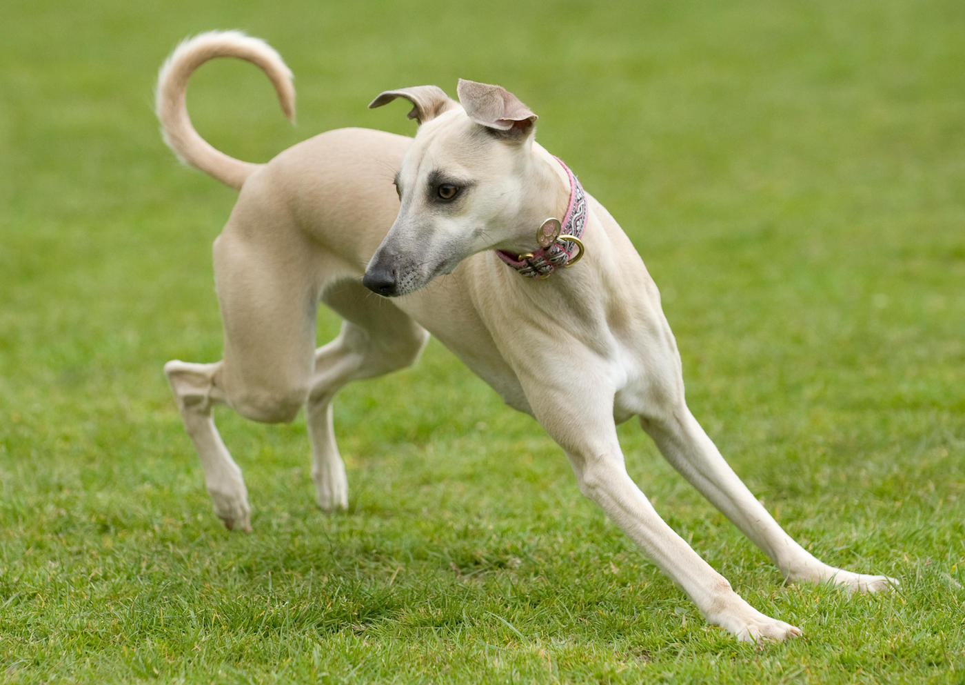 Whippet turning and running
