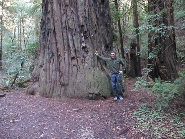 Mike Broderick runs through the BIG trees in Armstrong woods