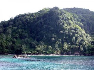 cocos-island-trees-110304-02