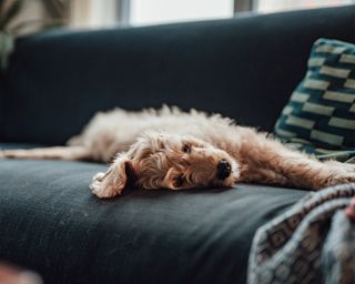A curly-haired tan puppy sleeping on a black couch