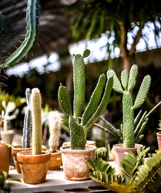 A selection of tall cacti in terracotta pots