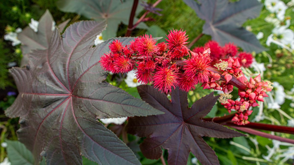 7 plants that repel moles and keep them out of your yard Tom's Guide