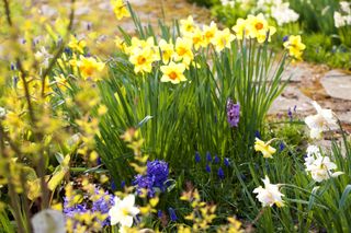 flower bulbs daffodils
