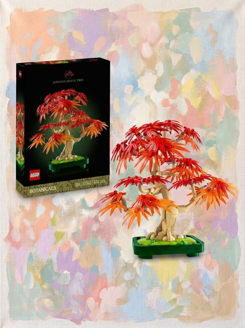 Japanese Red Maple Bonsai Tree 10348