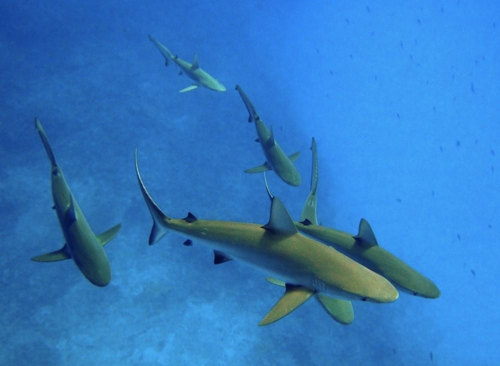 Gray reef sharks in Hawaii.