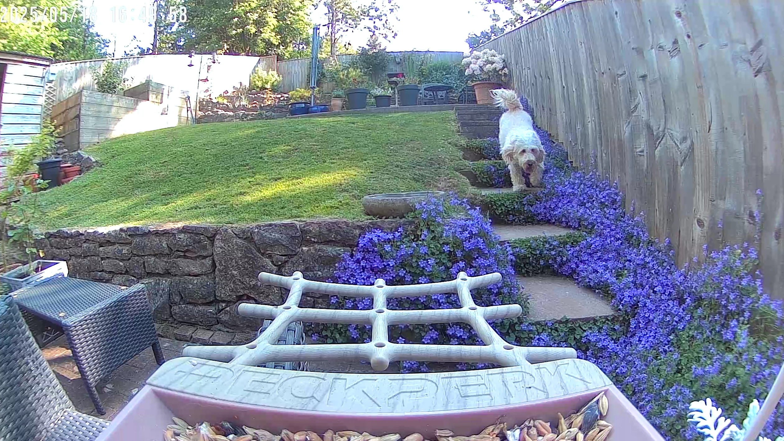 PeckPerk bird camera review