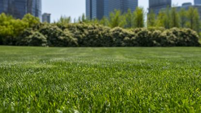 A lush green lawn with a cityscape in the background