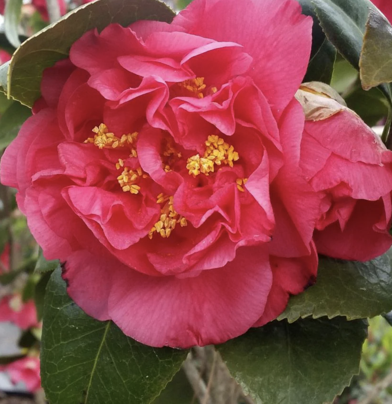5 Colorful Shrubs Just Perfect For Your Front Yard Livingetc 5-colorful-shrubs-just-perfect-for-your-front-yard-livingetc