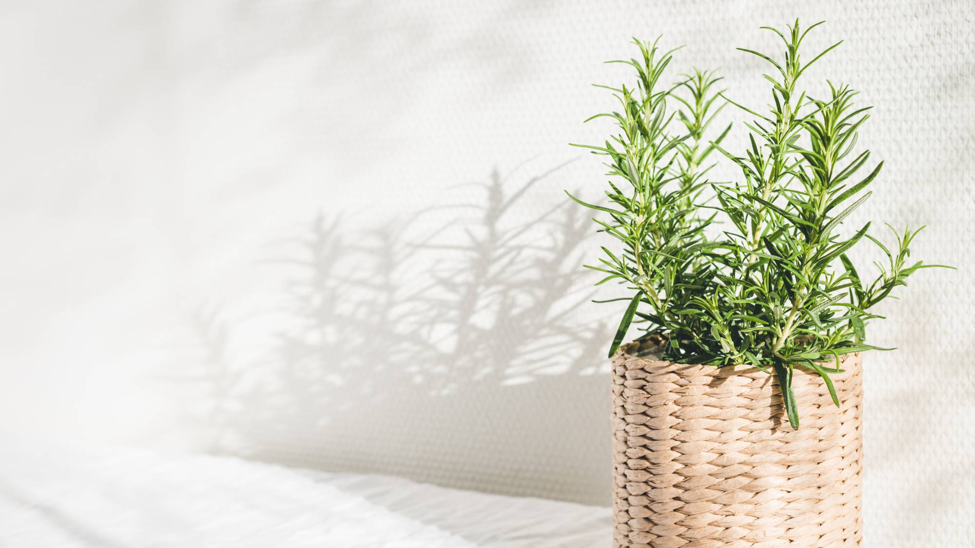 Potted rosemary plant