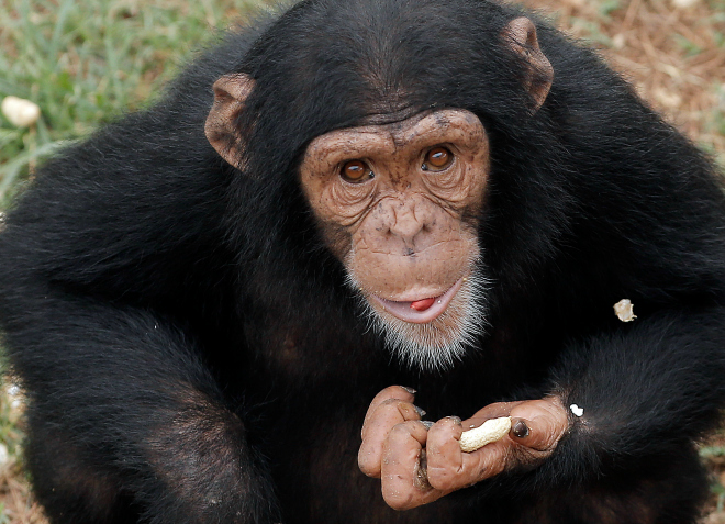 chimpanzees, chimp haven, lab animals, animal testing, chimp retirement