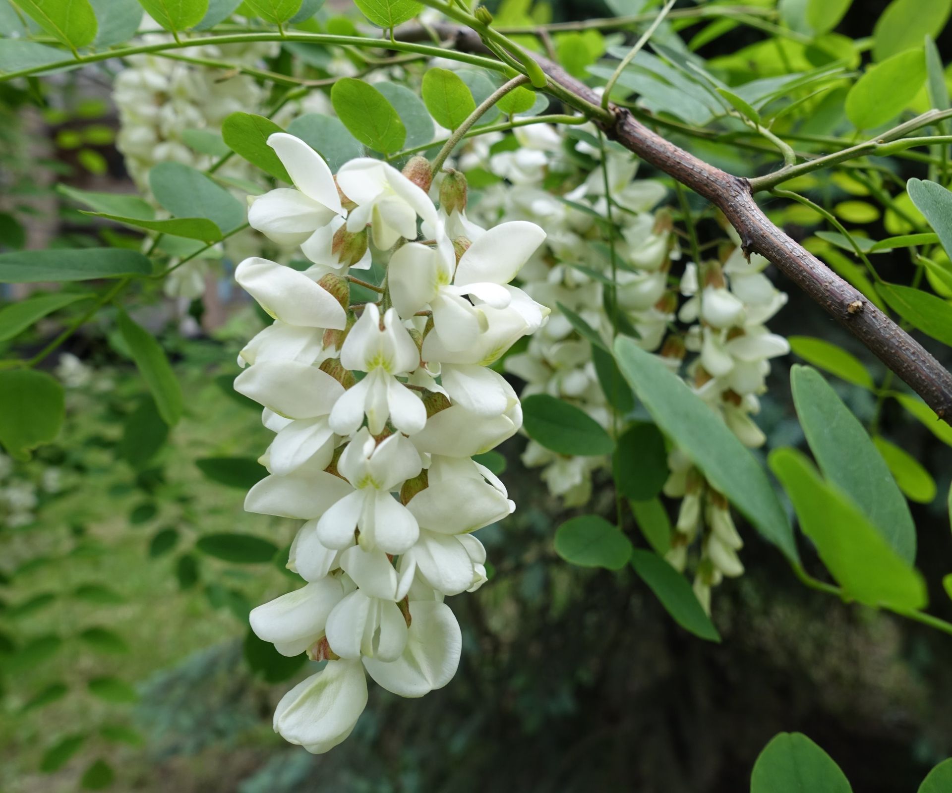Robinia pseudoacacia tree
